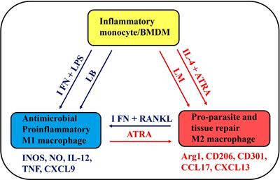 New Therapeutic Tools to Shape Monocyte Functional Phenotypes in Leishmaniasis